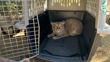 Bobcat burned in California’s El Dorado fire returned to the wild