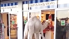 Camel spotted shopping at Bath & Body Works with owner in Nevada