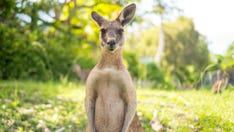 Grandfather forced to fight kangaroo that attacked his dogs