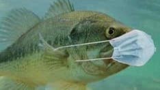 Pennsylvania asks fishermen to stop tossing masks in water