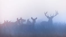 Teen Kansas hunter's 42-point buck confirmed as world record