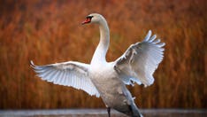 Heartbroken swan holds up train traffic for nearly an hour in German town