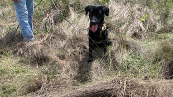 Python-sniffing dogs in Florida start successfully tracking invasive species