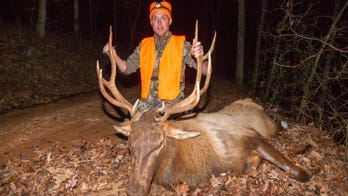 Every hunter in Missouri's first firearm elk hunt harvests a bull elk