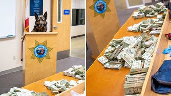 California K-9 sniffs out $300G in suspected drug money during traffic stop