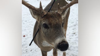 Carrot, a deer found living with an arrow through his head, is 'the medicine we need right now'