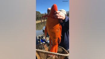Massive goldfish discovered in South Carolina lake: 'This might be... Methuselah'
