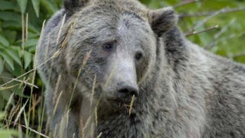 Grizzly bear illegally killed in Wyoming; Officials offering $2G reward for information