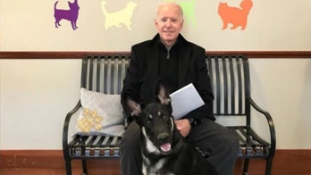 'Major' news for White House as Biden to bring dogs, new cat: Why pets play 'important role' for presidents