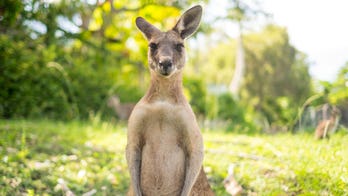 Grandfather forced to fight kangaroo that attacked his dogs