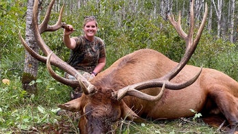 Minnesota hunter's bull elk deemed second-largest ever shot in state