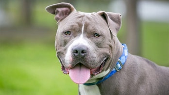 Dog mauls an 11-year-old in Boston