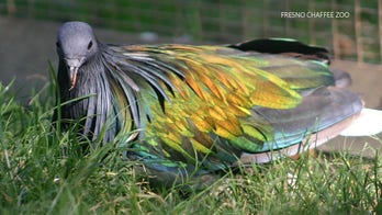 Exotic bird returned to California zoo after being stolen