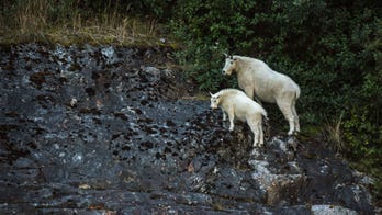 Bowhunter bags massive mountain goat in Alaska, sets new world record