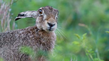 Indiana restaurant's missing mascot returned after 'drunken mistake'