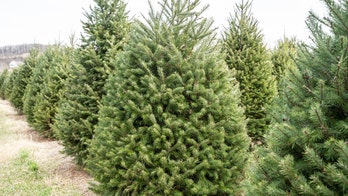 Florida woman delivers 124 Christmas trees to struggling families