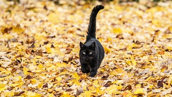 New Hampshire cat owner reunites with pet, missing for 7 years, just before Christmas