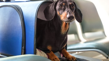 Emotional support animals will no longer be considered service animals on flights, DOT decides
