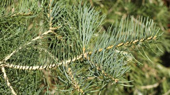 Grinch steals citrus-scented fir tree from Ohio landscaper