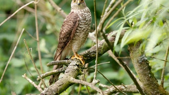 Sparrowhawk rescued after flying into woman’s home, landing on Christmas tree