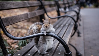 Mysterious NYC squirrel attacks rise in Queens neighborhood: Report