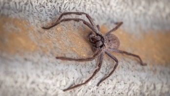 Woman finds huge spider inside gingerbread house