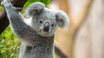 Australian family finds koala hiding in Christmas tree