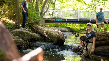 Salmon deaths may be linked to dangerous chemical found in tires: experts
