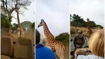 'Angry' giraffe charges at truck of tourists on safari, video shows: 'A scary adventure'
