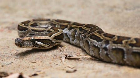 Florida python hunter whips up dinner, dessert, even Christmas cookies with snake eggs, meat