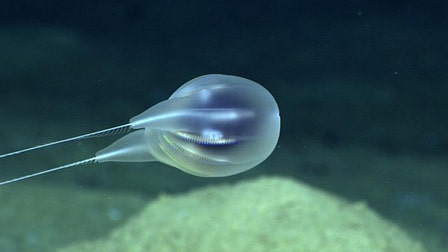 New gelatinous 'blob' species discovered in the depths of the ocean