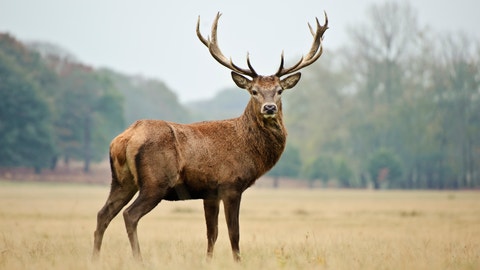 Kentucky officials use robot deer to catch man accused of poaching