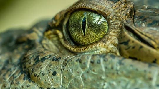 16-foot crocodile nicknamed 'swamp king' was Earth’s terror millions of years ago