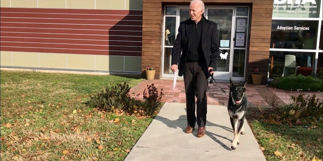 FILE - This Nov. 16, 2018, file photo provided by the Delaware Humane Association shows Joe Biden and his newly adopted German Shepherd Major, in Wilmington, Del.  (Stephanie Carter / Delaware Humane Association via AP)