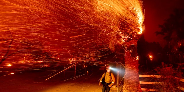 A firefighter passes a burning tree while battling the Bond Fire in the Silverado community of Orange County, Calif., on Thursday, Dec. 3, 2020. (AP Photo/Noah Berger)