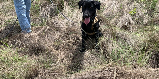 Truman sits near an area where he tracked down an 8-foot-python, Tuesday, Dec. 8, 2020, in Miami-Dade County, Florida. (Florida Fish and Wildlife Conservation Commission via AP)