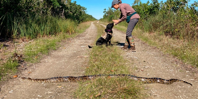 Dog handler Paula Ziadi instructs Truman after he tracked down the 8-foot-python last week. (Florida Fish and Wildlife Conservation Commission via AP)