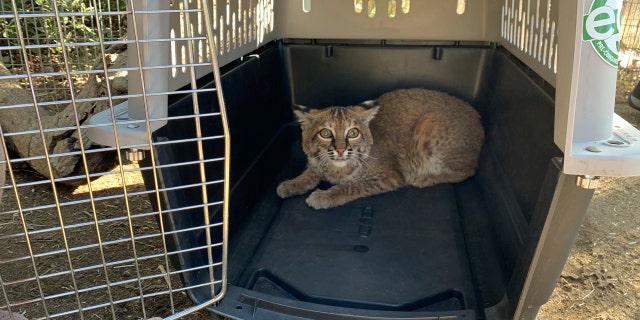 This Nov. 13, 2020 photo provided by the San Diego Humane Society shows a young bobcat at the San Diego Humane Society's Ramona Wildlife Center in Ramona, Calif. The young bobcat that was badly burned in a Southern California wildfire has been returned to its native habitat and will be released back into the wild.