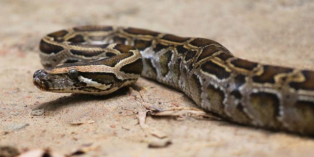 The Florida Fish and Wildlife Conservation Commission is currently measuring mercury amounts in Burmese python populations to determine whether they are safe for public consumption.