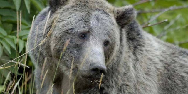 The grizzly (not pictured) was found on Sept. 9 in west-central Wyoming. 