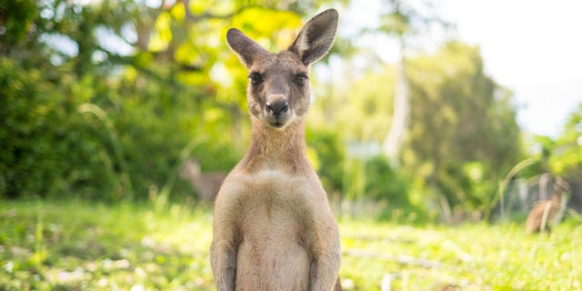 A kangaroo is shown here. A man in Australia recently fought one off with a stick — and then had to wrestle to the ground. 
