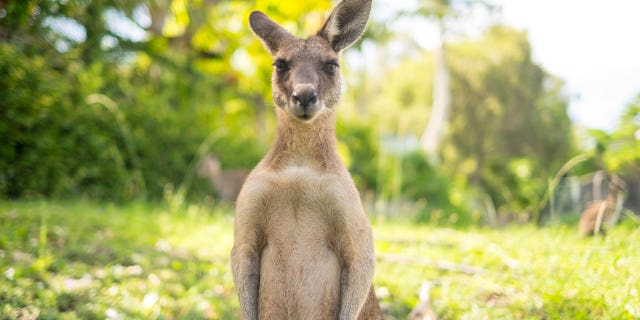 A kangaroo is shown here. A man in Australia recently fought one off with a stick — and then had to wrestle to the ground. 