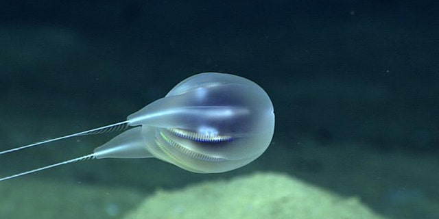 The new species of ctenophore, or comb jelly, was discovered off the coast of Puerto Rico. (NOAA)