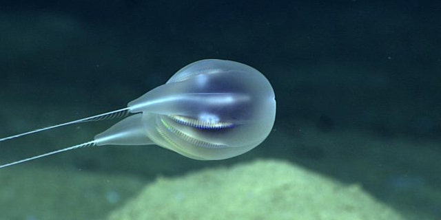 The new species of ctenophore, or comb jelly, was discovered off the coast of Puerto Rico. (NOAA)