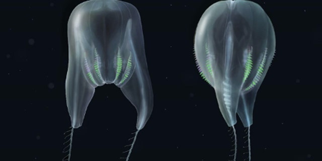 The new comb jelly species has been described as resembling a hot air balloon.