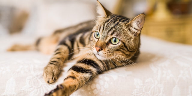 In research published this month in the journal Pathogens, authors offer further evidence for the theory that Bartonella bacteria, which can be spread by insect bites and animal scratches — most famously, those of cats — is linked with psychiatric symptoms. (iStock)