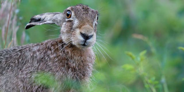 Someone returned a stuffed hare on Tuesday that had been stolen from an Indiana restaurant last week.
