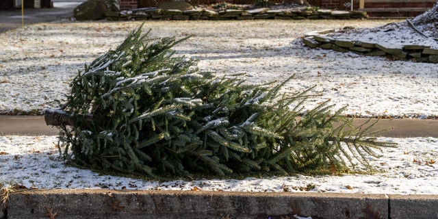 "Most, if not all, county and city governments offer real Christmas tree pick up or drop off locations," the expert said.