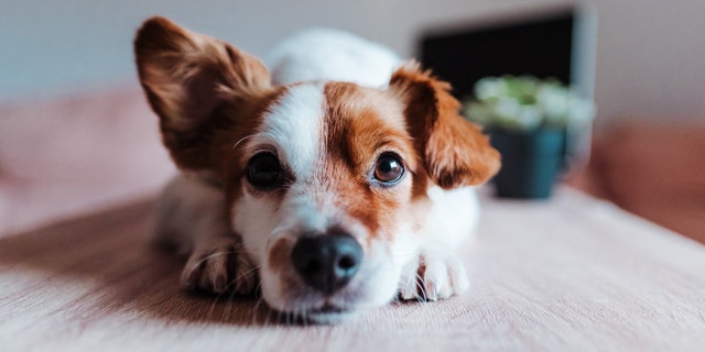 Certified dog behaviorist and dog trainer Russell Hartstein from Fun Paw Care told Fox News that adoption and fostering slowdowns could be a result of having fewer animals in shelters.