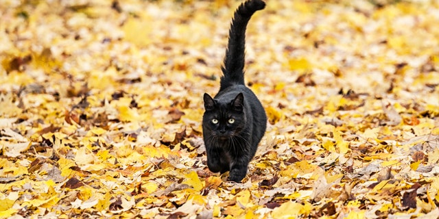 Benny the cat (not pictured) had been missing for seven years before he was reunited with his owner earlier this month, just in time for Christmas. (iStock)